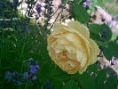 Golden Celebration (Englische Rose) Bild der Rose 'Golden Celebration' (Englische Rose)