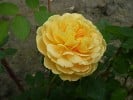 Golden Celebration (Englische Rose) Bild der Rose 'Golden Celebration' (Englische Rose)