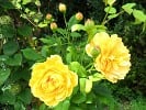 Golden Celebration (Englische Rose) Bild der Rose 'Golden Celebration' (Englische Rose)