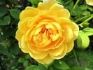 Golden Celebration (Englische Rose) Bild der Rose 'Golden Celebration' (Englische Rose)