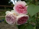 James Galway (Englische Rose) Bild der Rose 'James Galway' (Englische Rose)