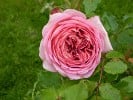 Jubilee Celebration (Englische Rose) Bild der Rose 'Jubilee Celebration' (Englische Rose)