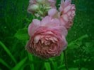 Jubilee Celebration (Englische Rose) Bild der Rose 'Jubilee Celebration' (Englische Rose)