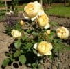 Jude The Obscure (Englische Rose) Bild der Rose 'Jude The Obscure' (Englische Rose)
