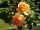 Bild der Rose 'Pat Austin' (Englische Rose)