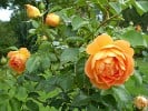 Bild der Rose 'Pat Austin' (Englische Rose)