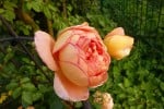 Bild der Rose 'Pat Austin' (Englische Rose)