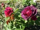 Bild der Rose 'William Shakespeare 2000' (Englische Rose)