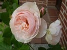 Ausblush (English Rose) Picture of the rose 'Ausblush' (English Rose)