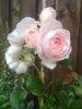 Ausblush (English Rose) Picture of the rose 'Ausblush' (English Rose)