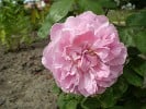 Ausbord (English Rose) Picture of the rose 'Ausbord' (English Rose)