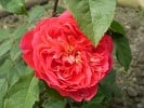 Benjamin Britten (English Rose) Picture of the rose 'Benjamin Britten' (English Rose)