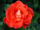 Benjamin Britten (English Rose) Picture of the rose 'Benjamin Britten' (English Rose)