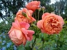 Summer Song (English Rose) Picture of the rose 'Summer Song' (English Rose)