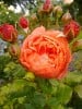 Summer Song (English Rose) Picture of the rose 'Summer Song' (English Rose)