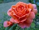 Summer Song (English Rose) Picture of the rose 'Summer Song' (English Rose)