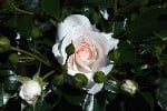 Aspirin Rose (Floribunda Rose) Picture of the rose 'Aspirin Rose' (Floribunda Rose)