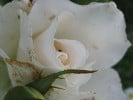 Picture of the rose 'Margaret Merril' (Floribunda Rose)