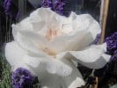 Picture of the rose 'Margaret Merril' (Floribunda Rose)