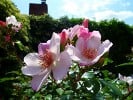 Sweet Pretty (Floribunda Rose) Picture of the rose 'Sweet Pretty' (Floribunda Rose)