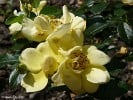 Picture of the rose 'Loredo' (Ground Cover Rose)