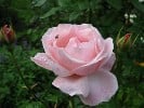 Picture of the rose 'Aachener Dom' (Hybrid Tea)