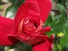 Acapella (Hybrid Tea) Picture of the rose 'Acapella' (Hybrid Tea)