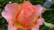 Albrecht Dürer (Hybrid Tea) Picture of the rose 'Albrecht Dürer' (Hybrid Tea)