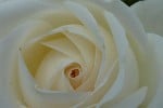 Picture of the rose 'Ambiente' (Hybrid Tea)