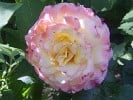 Aquarell (Hybrid Tea) Picture of the rose 'Aquarell' (Hybrid Tea)
