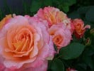 Augusta Luise (Hybrid Tea) Picture of the rose 'Augusta Luise' (Hybrid Tea)