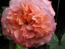 Augusta Luise (Hybrid Tea) Picture of the rose 'Augusta Luise' (Hybrid Tea)