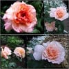 Augusta Luise (Hybrid Tea) Picture of the rose 'Augusta Luise' (Hybrid Tea)