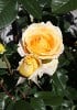 Candle Light (Hybrid Tea) Picture of the rose 'Candle Light' (Hybrid Tea)