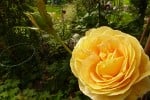 Candle Light (Hybrid Tea) Picture of the rose 'Candle Light' (Hybrid Tea)