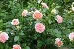 Picture of the rose 'Chippendale' (Hybrid Tea)