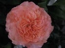 Picture of the rose 'Chippendale' (Hybrid Tea)