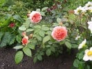 Picture of the rose 'Chippendale' (Hybrid Tea)