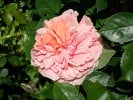 Picture of the rose 'Chippendale' (Hybrid Tea)