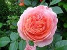 Picture of the rose 'Chippendale' (Hybrid Tea)