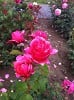 Elbflorenz (Hybrid Tea) Picture of the rose 'Elbflorenz' (Hybrid Tea)