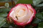 Picture of the rose 'Nostalgie' (Hybrid Tea)