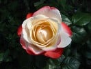 Picture of the rose 'Nostalgie' (Hybrid Tea)