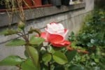 Picture of the rose 'Nostalgie' (Hybrid Tea)