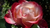 Picture of the rose 'Nostalgie' (Hybrid Tea)