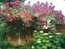 Amadeus (Kletterrose) Bild der Rose 'Amadeus' (Kletterrose)