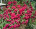 Amadeus (Kletterrose) Bild der Rose 'Amadeus' (Kletterrose)