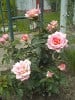 Compassion (Kletterrose) Bild der Rose 'Compassion' (Kletterrose)