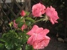 Coral Dawn (Kletterrose) Bild der Rose 'Coral Dawn' (Kletterrose)