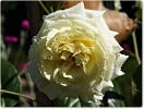 Elfe (Kletterrose) Bild der Rose 'Elfe' (Kletterrose)